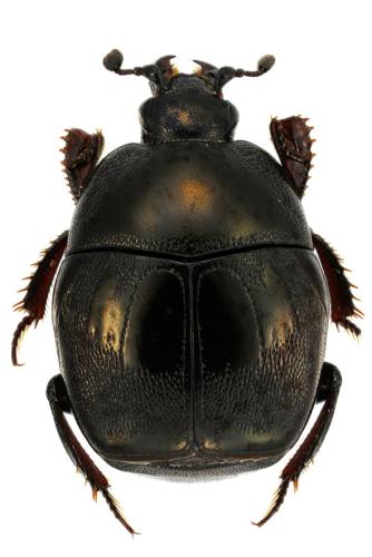 Réf. 352 900 : Saprinus aegialius
